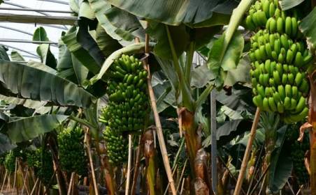 4118云顶集团国际物流为国外种植园水果进口效率加速